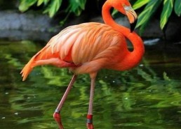 火烈鸟崛起,揭秘神秘生物的辉煌历程