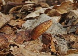 铜斑蛇,神秘色彩与生态价值的双重探索