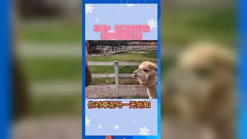 娱乐吃瓜小羊,揭秘娱乐圈那些不为人知的幕后故事